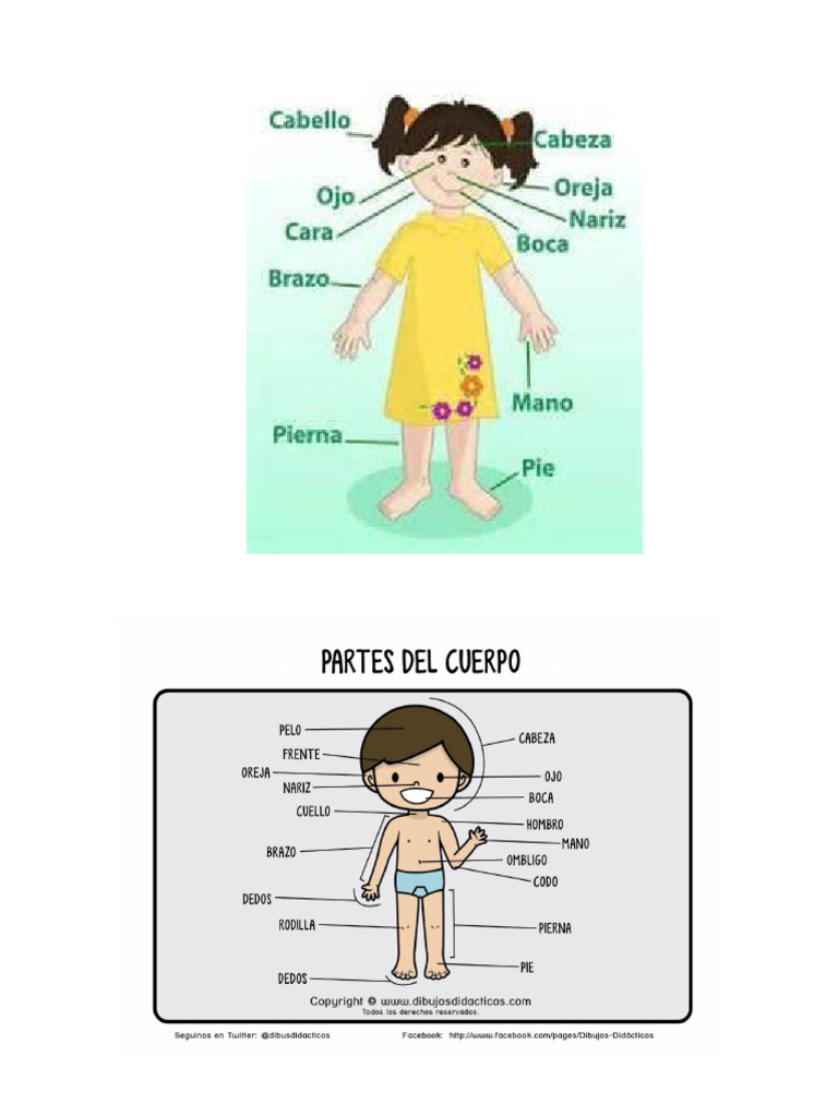 Partes Del Cuerpo Externas | PDF