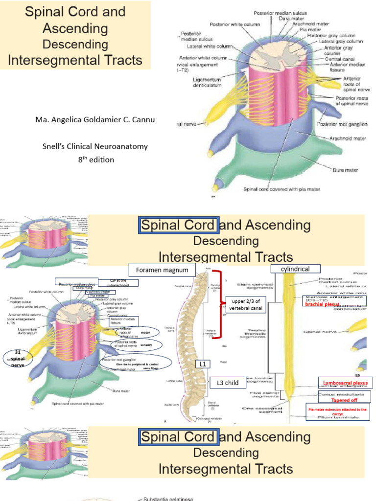 Spinal Corrd Neuroana | PDF | Spinal Cord | Motor Neuron