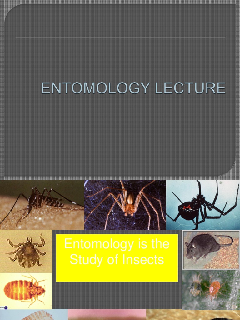 Understanding Insect Biology and Reproduction | PDF | Hymenoptera | Insects