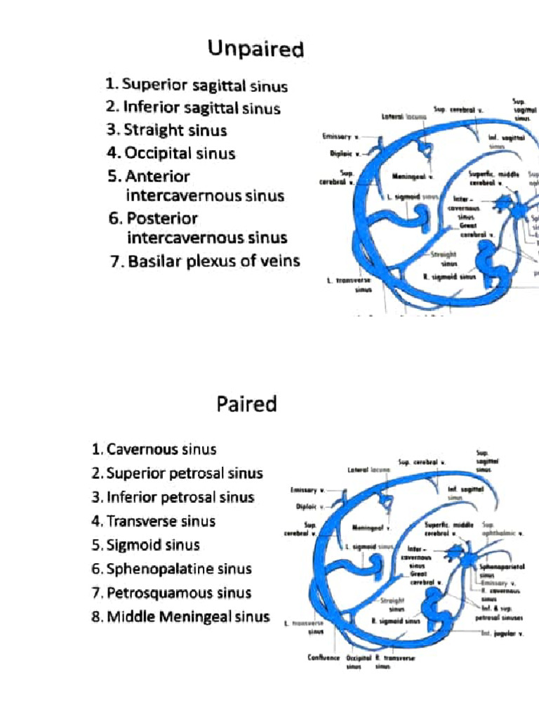 Adobe Scan 10-Apr-2024 | PDF | Vein | Angiology