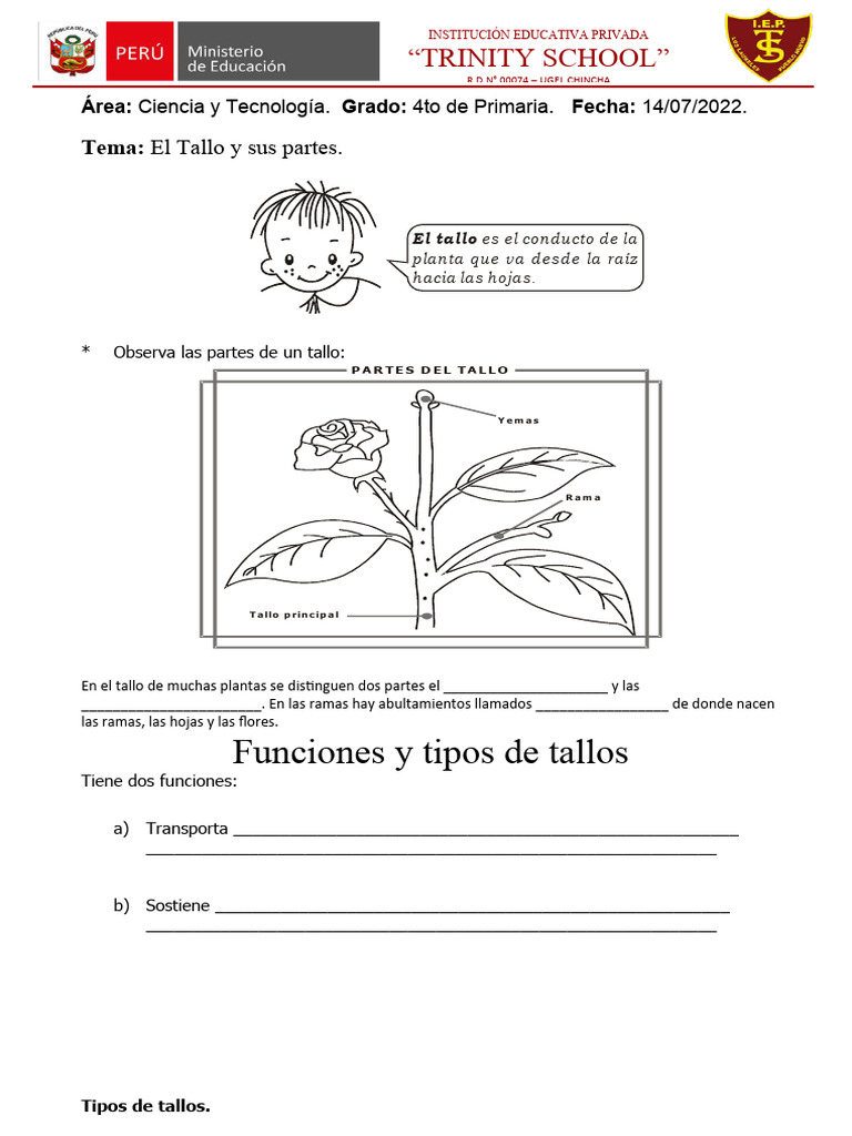 Partes y Funciones del Tallo en Plantas | PDF | Tallo de la planta ...