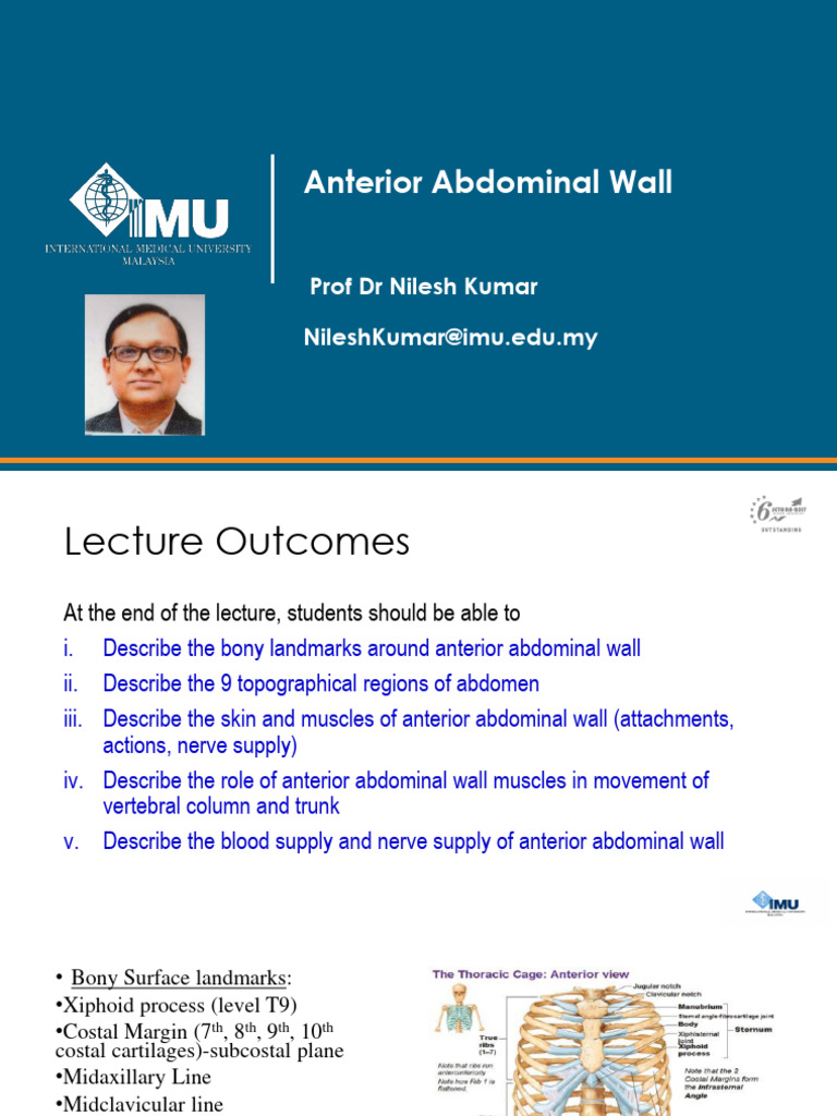 Anatomy of Anterior Abdominal Wall | PDF | Abdomen | Anatomy