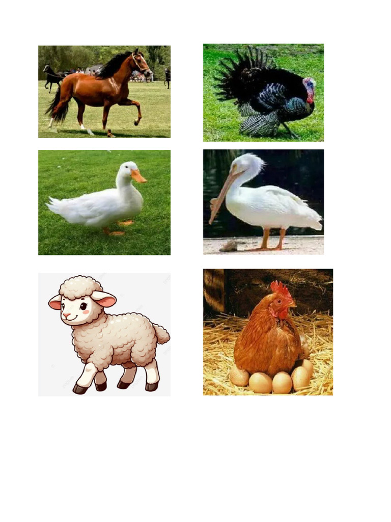 Animales de La Costa | PDF