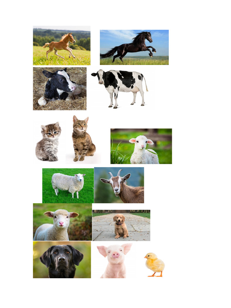 Baby Animals | PDF