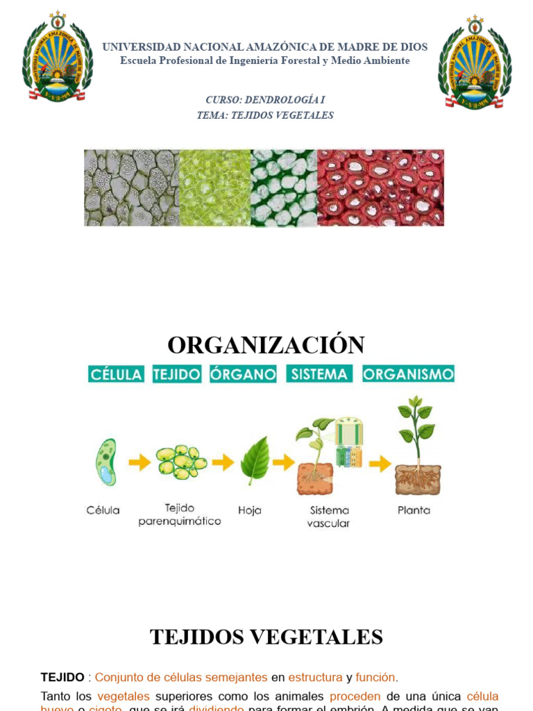 Tejidos Vegetales y Meristemos en Botánica | PDF | Tallo de la planta ...