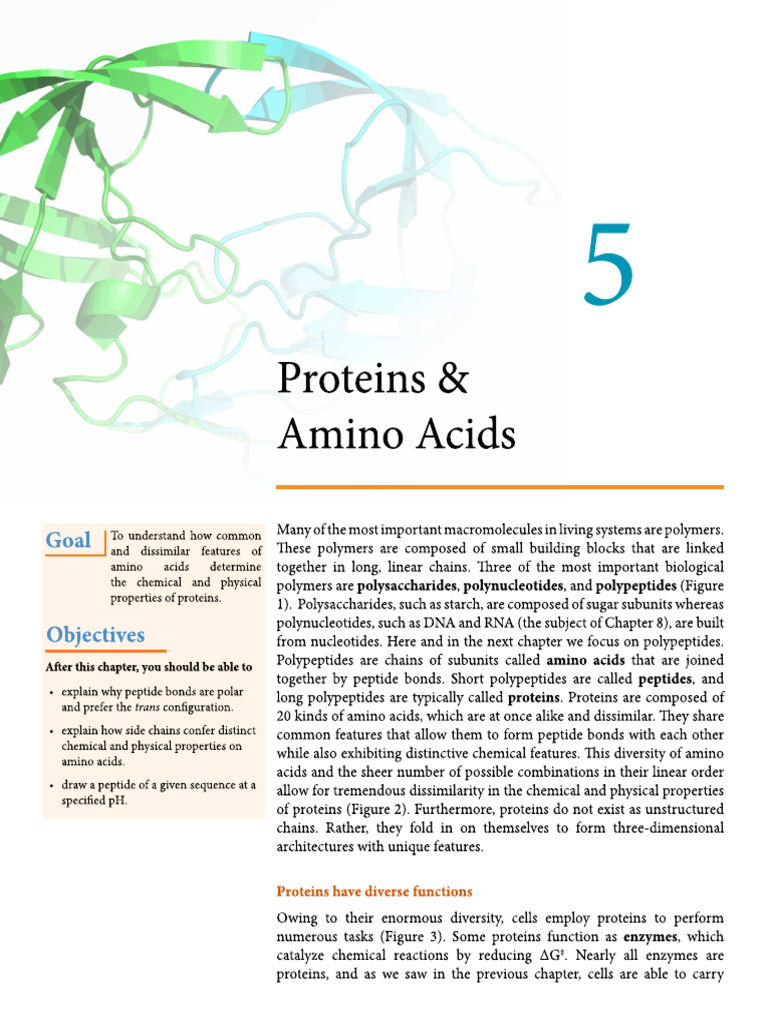 Protein 6 | PDF