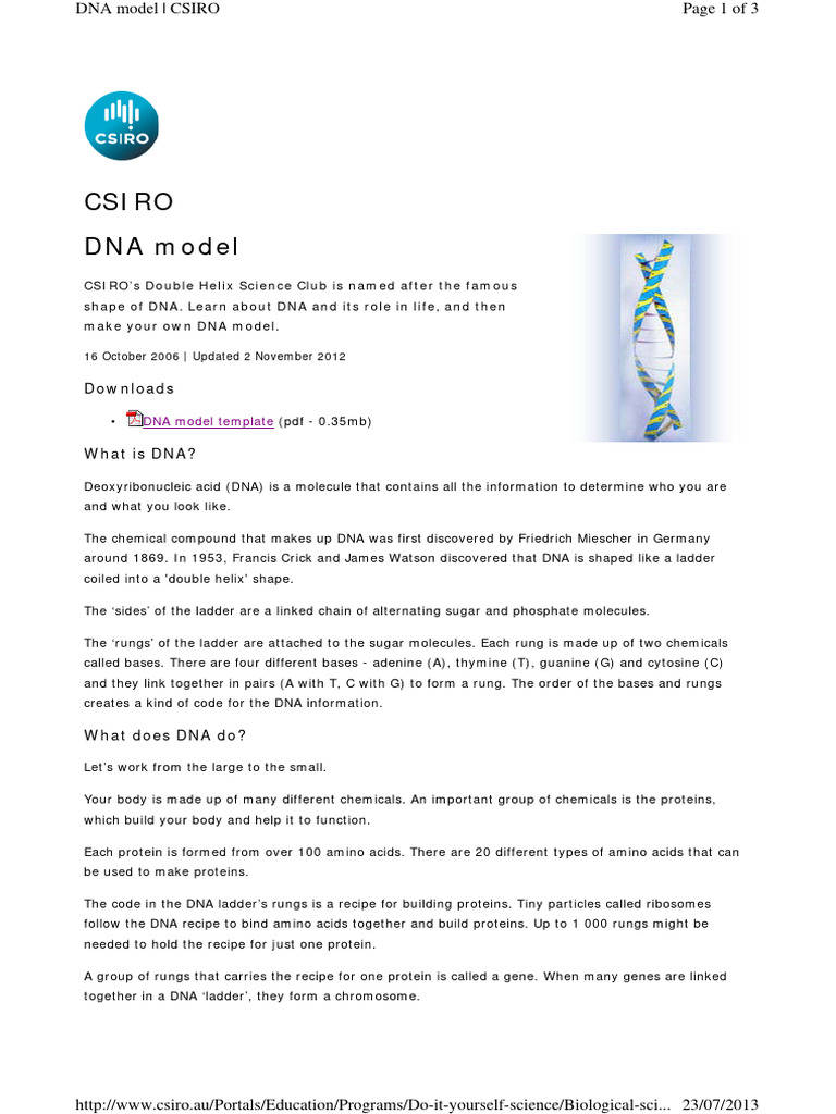 Build Your Own DNA Model Guide | PDF | Dna | Genetics