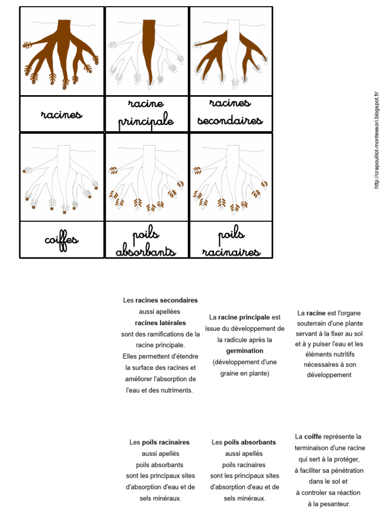 Structure et Fonction des Racines | PDF