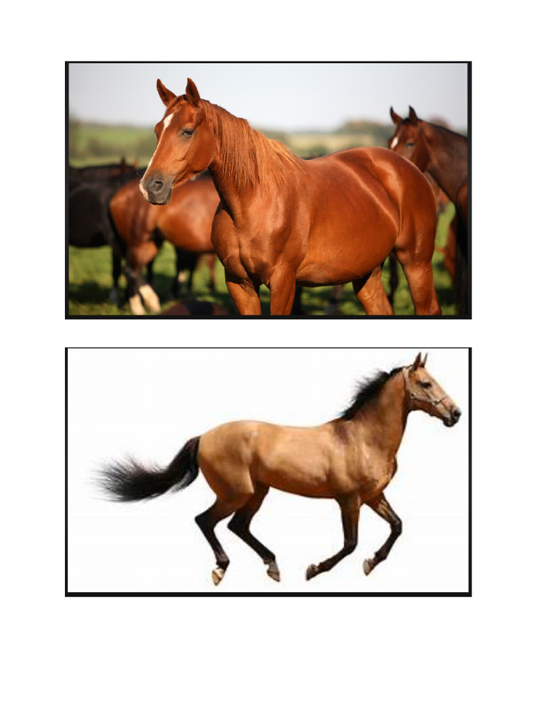 Horse | PDF