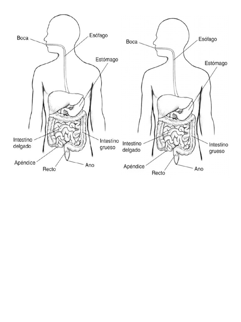 Aparato Digestivo Pdf