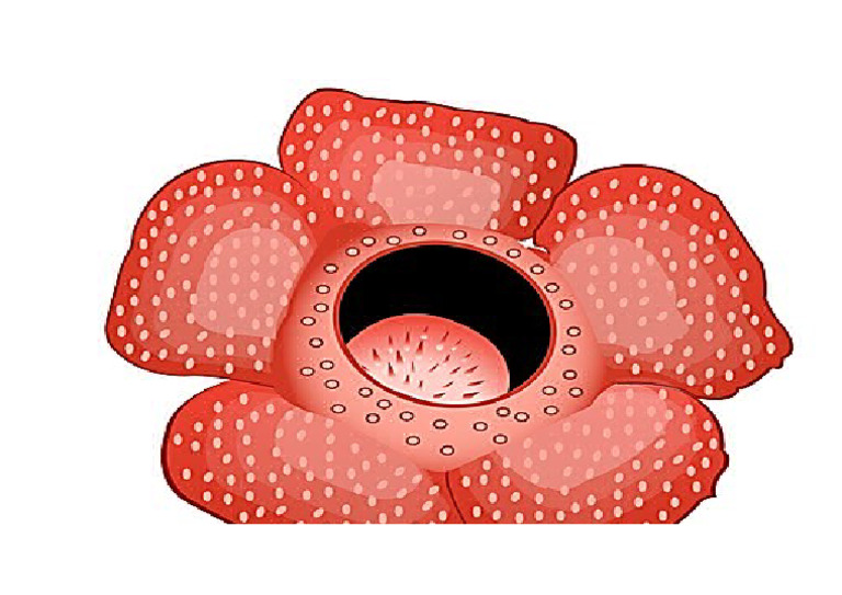Rafflesia | PDF