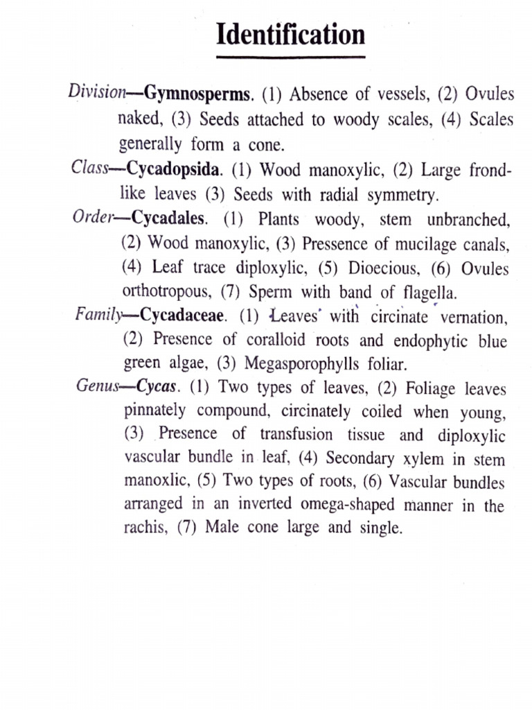 Cycas T Sof Rachis PDF Leaf Tissue Biology 