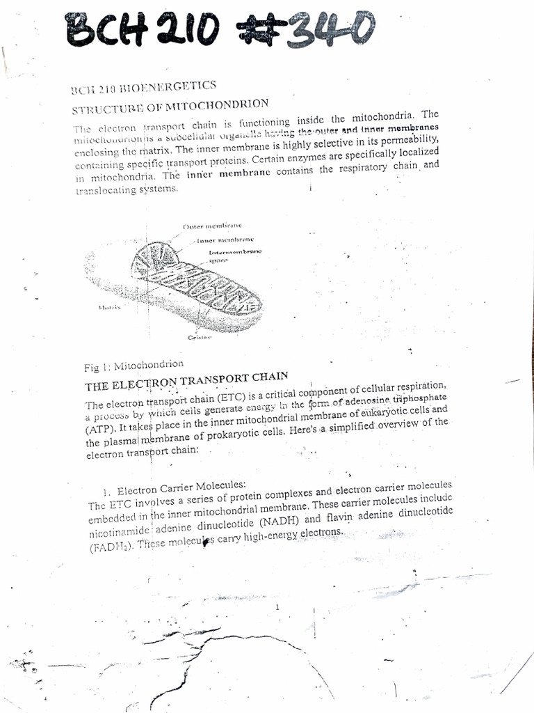Mitochondrial Electron Transport Chain | PDF | Electron Transport Chain ...