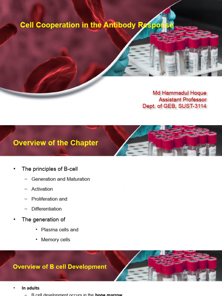 B-Cell Development and Activation Overview | PDF | B Cell | Antibody