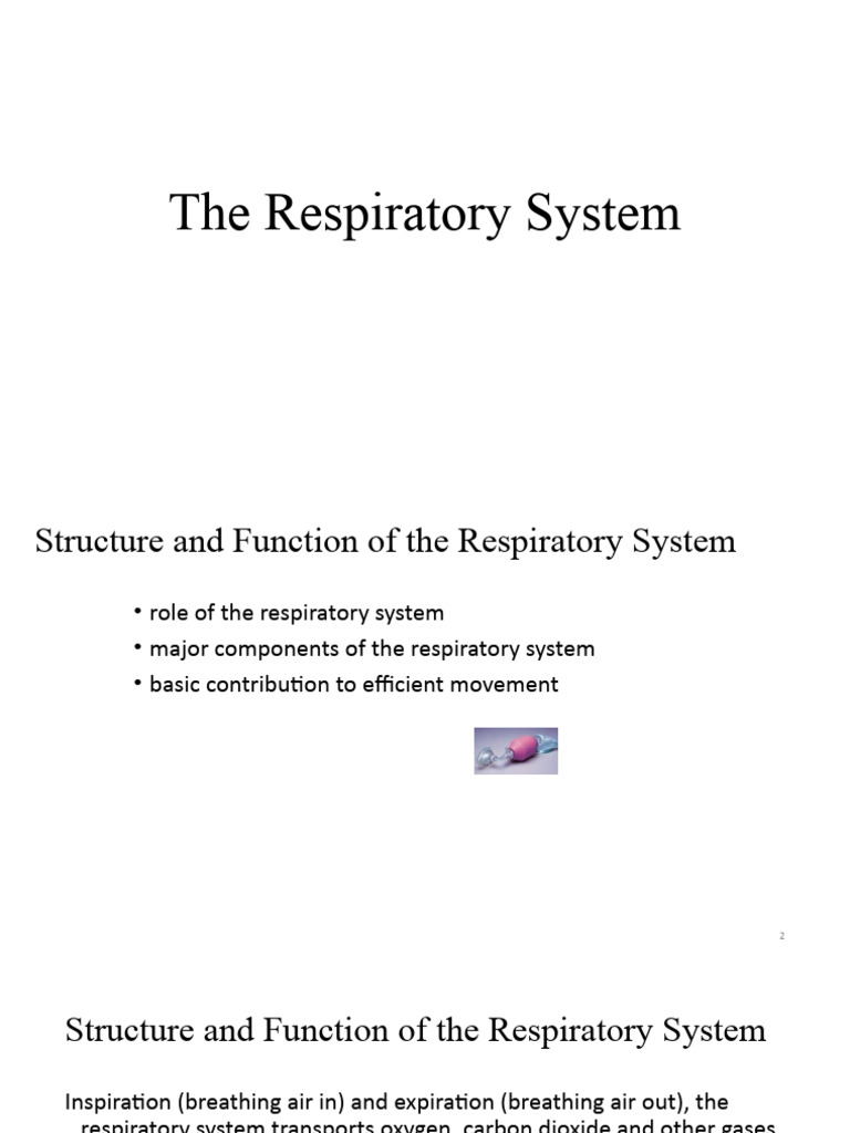 Overview of the Respiratory System | PDF | Respiratory System | Lung