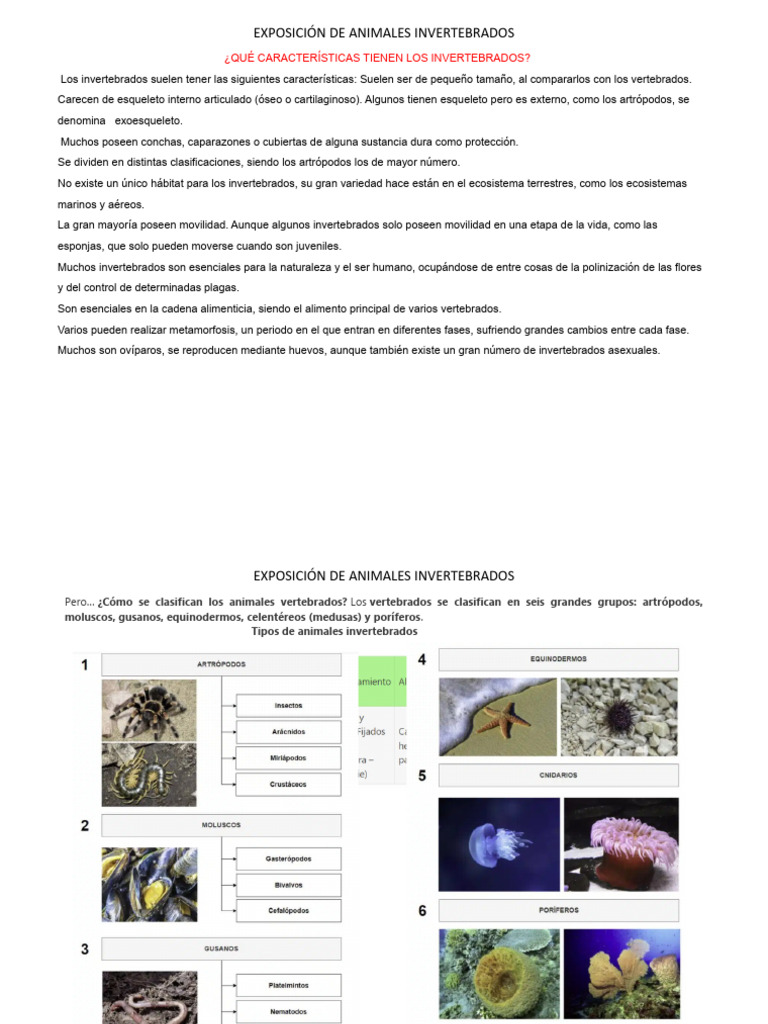 Características de Invertebrados | PDF | Invertebrado | Esponja