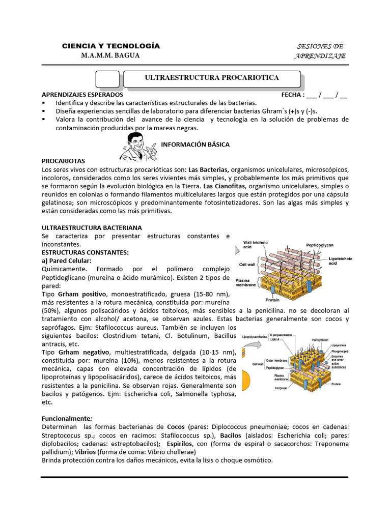 Estructura y Función de las Bacterias | PDF | Las bacterias | Biología ...