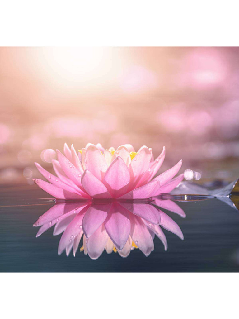 Flores Simbolismo Espiritualidad 09ff3f15 1200x1200 1 Pdf