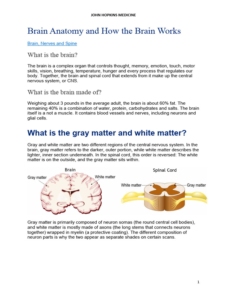 Brain Anatomy: Gray and White Matter | PDF | Cerebrum | Brainstem