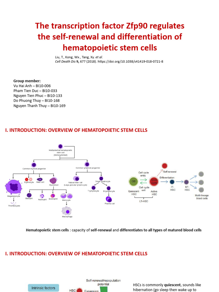 Stem Cell Final Presentation | PDF | Hematopoietic Stem Cell ...