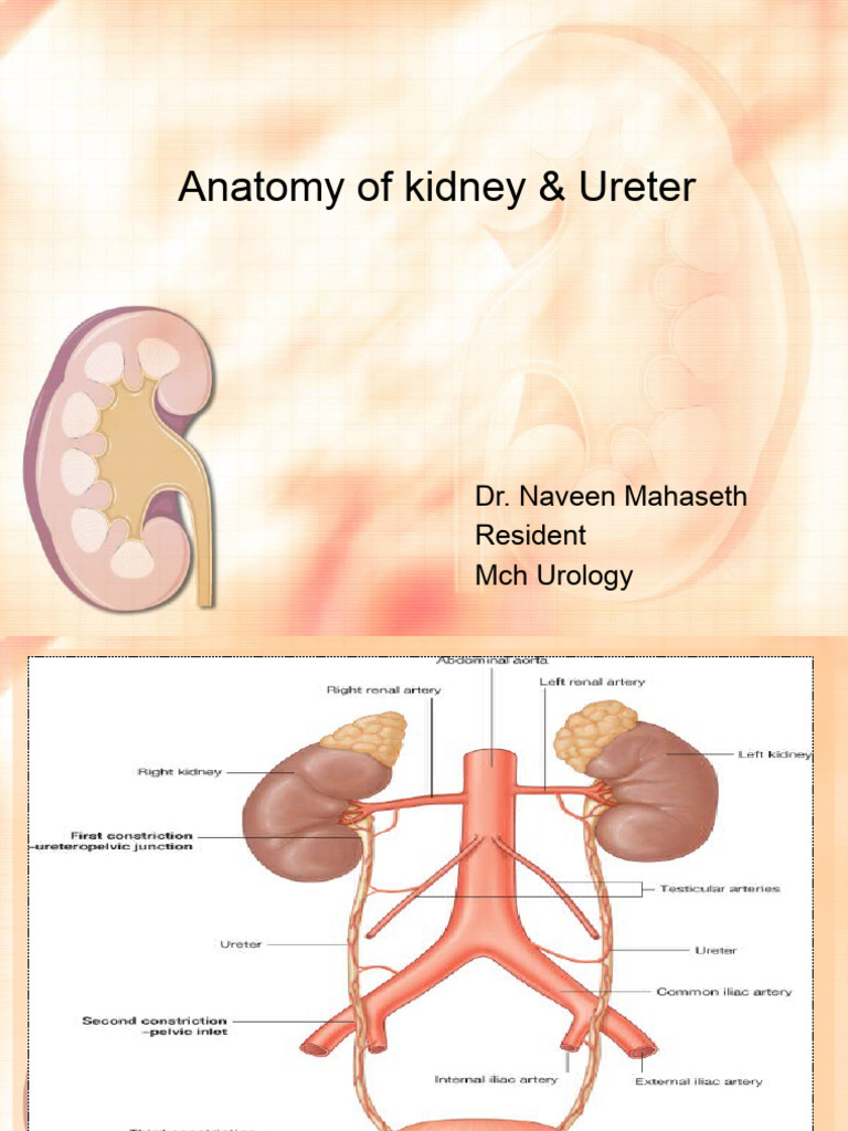 Kidney and Ureter Anatomy Overview | PDF | Kidney | Aorta