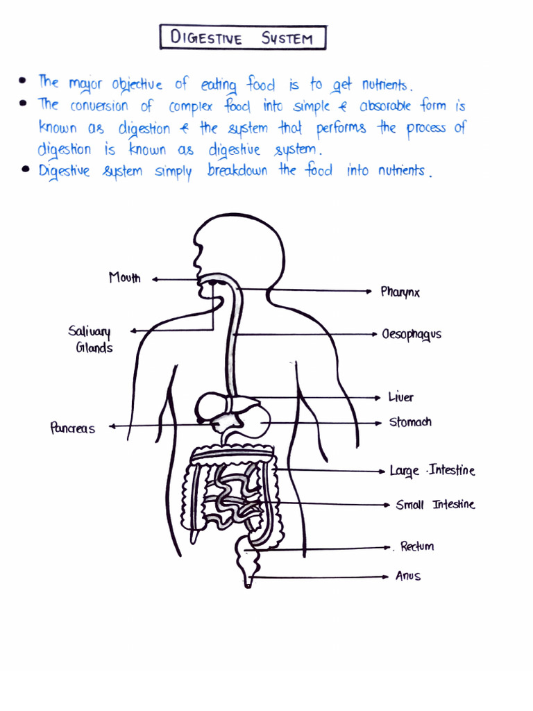 Digestive System PDF