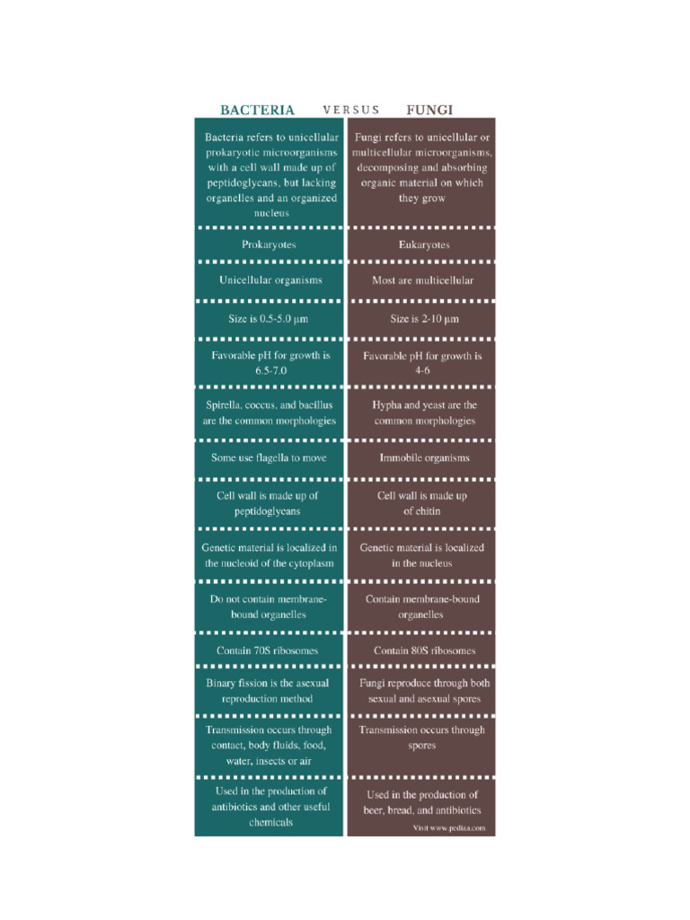 5:20:24 Compare & Contrast Fungi and Bacteria | PDF