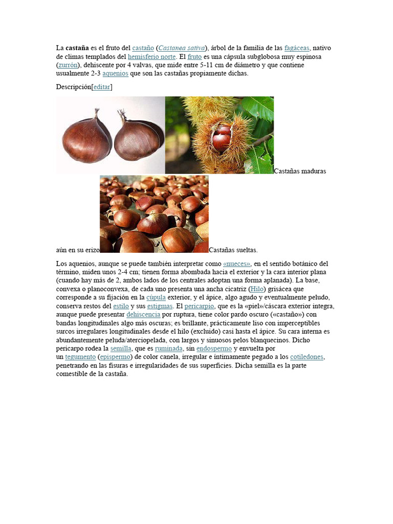 Características del fruto de la castaña | PDF | Ciencia y matemáticas ...