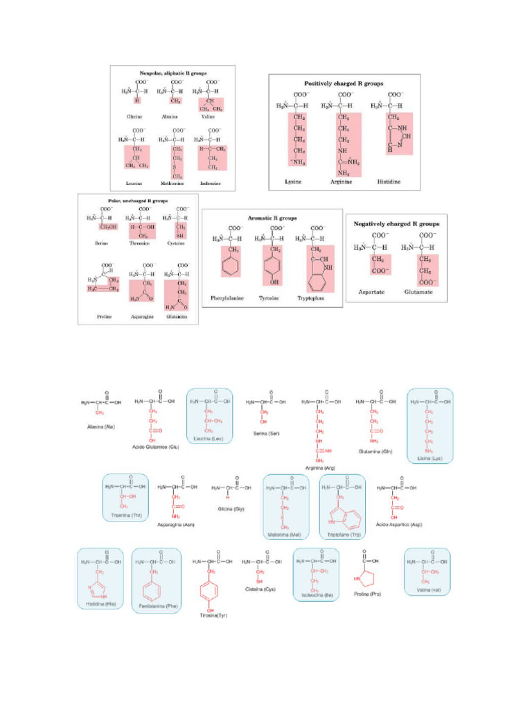 Clasificacion de Los Aminoacidos Jopc | PDF