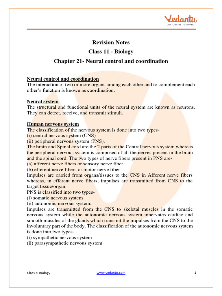 Neural Control and Coordination Overview | PDF | Nervous System ...