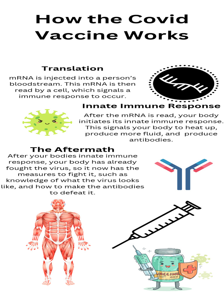 Immune System Infographic