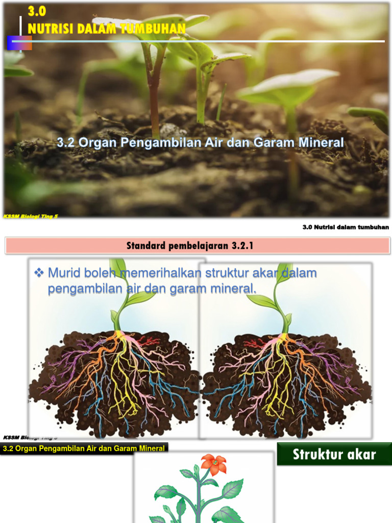 Rahsia Kulit Bercahaya Daripada Pengambilan Air & Mineral
