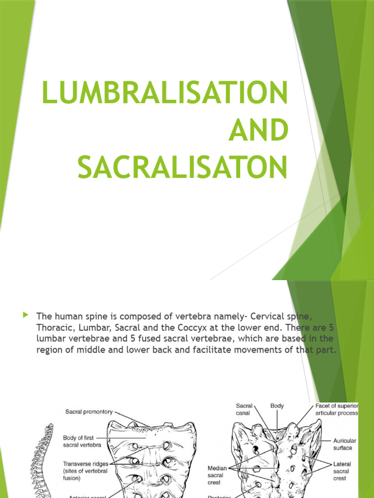 Lumbraisation Sacralisation PDF Vertebral Column Diseases And
