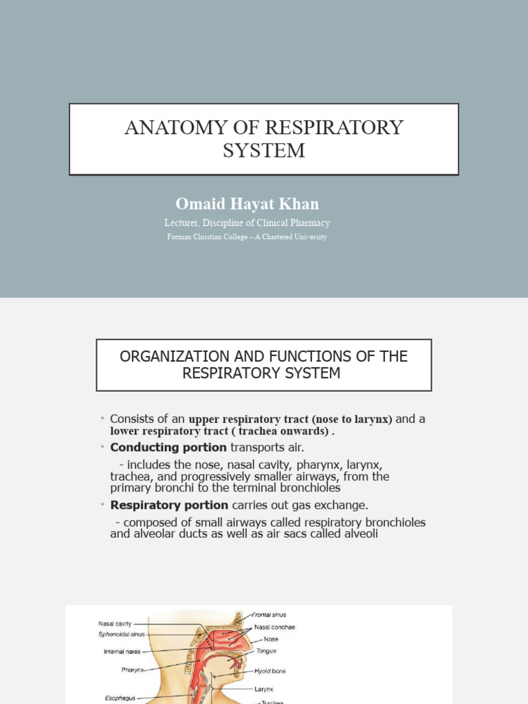 Anatomy and Functions of the Respiratory System | PDF | Respiratory ...