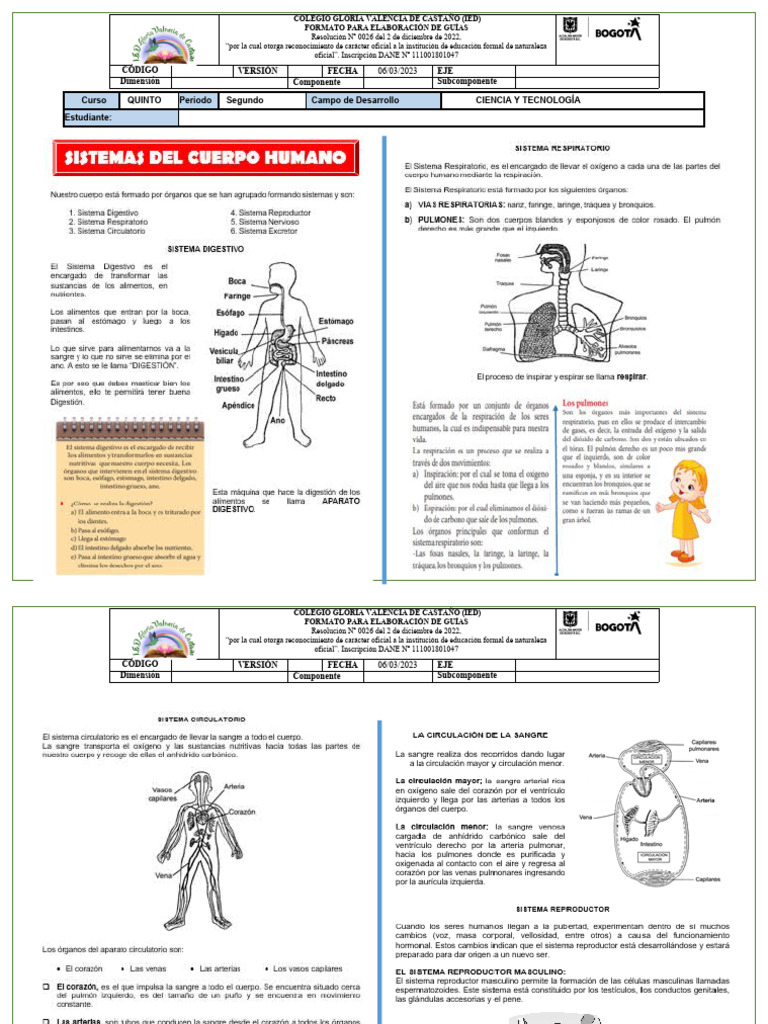 SISTEMAS DE CUERPO HUMANO | Descargar gratis PDF | Science
