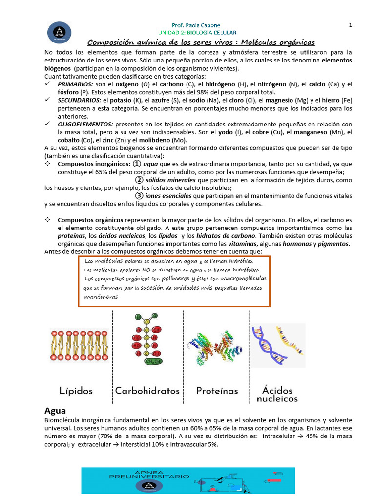 Composición Química de los Seres Vivos | PDF | Carbohidratos | Aminoácidos