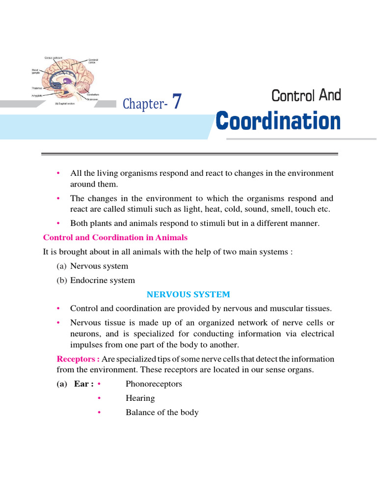 Hormones in Animals for Class 10 | PDF | Hormone | Nervous System