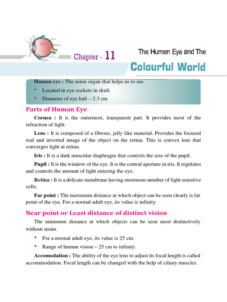 Human Eye Anatomy and Vision Defects | PDF | Sunset | Eye