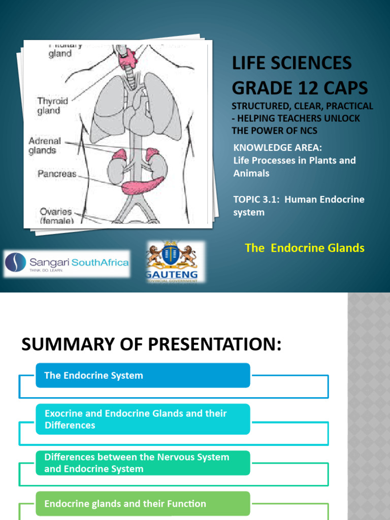 Human Endocrine System Overview | PDF | Menstrual Cycle | Endocrine System
