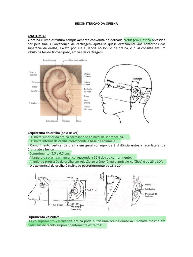 Anatomia e Reconstrução da Orelha | PDF | Orelha | Anatomia