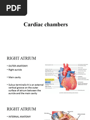Heart Anatomy - 