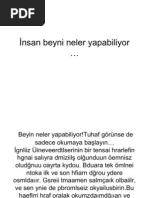 insan_beyni