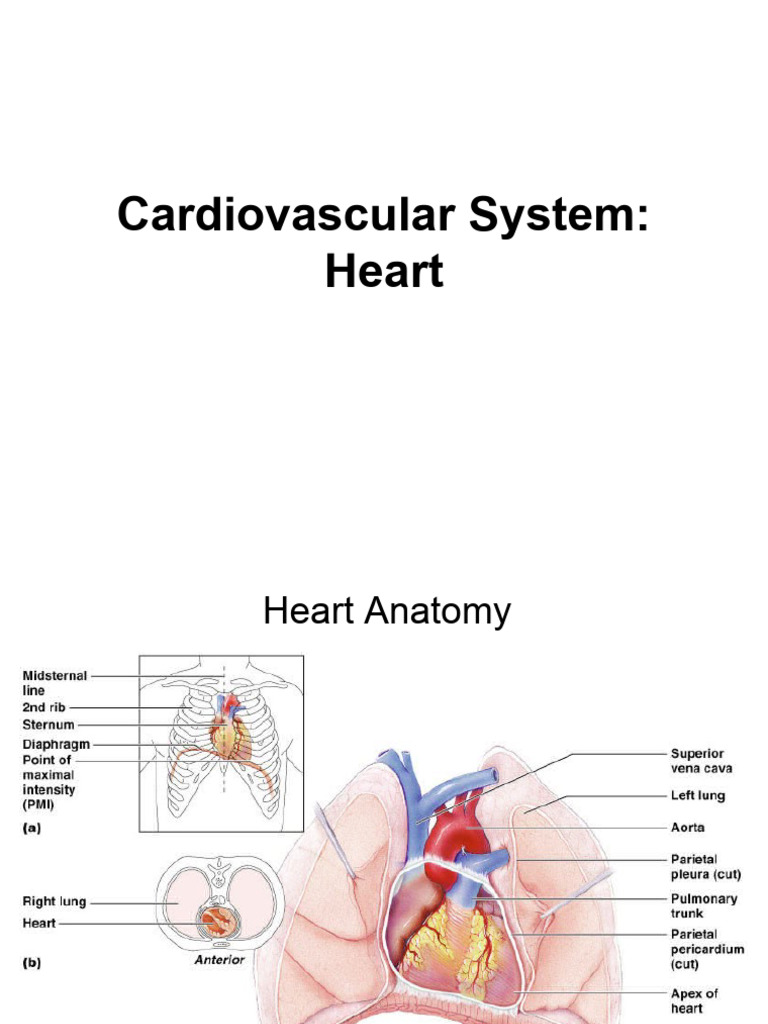 Lab 3 A Cardiovascular System - Heart | PDF | Heart Valve | Heart