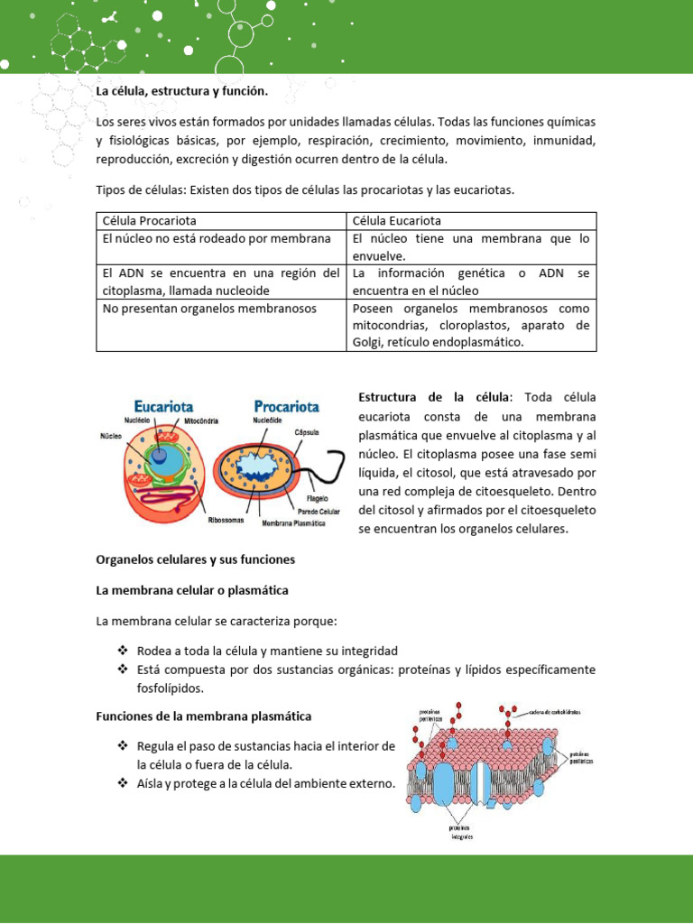 Estructura y Función Celular | PDF | Citoplasma | Biología Celular)