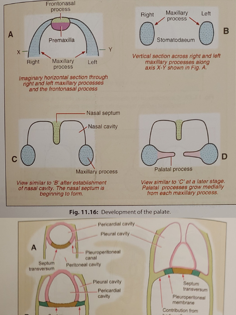 Embryo Models Key Pdf