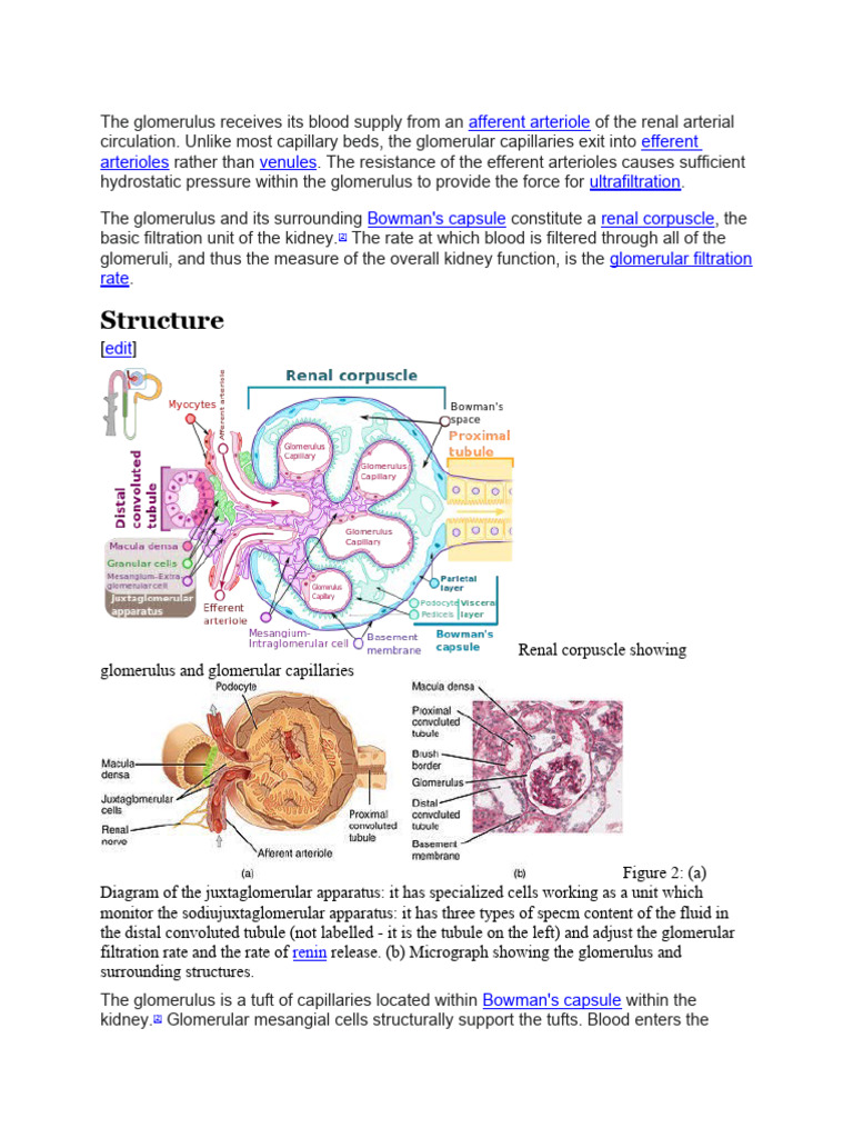 Structure Glomerulus Receives Its Blood Supply From An | PDF | Urinary ...