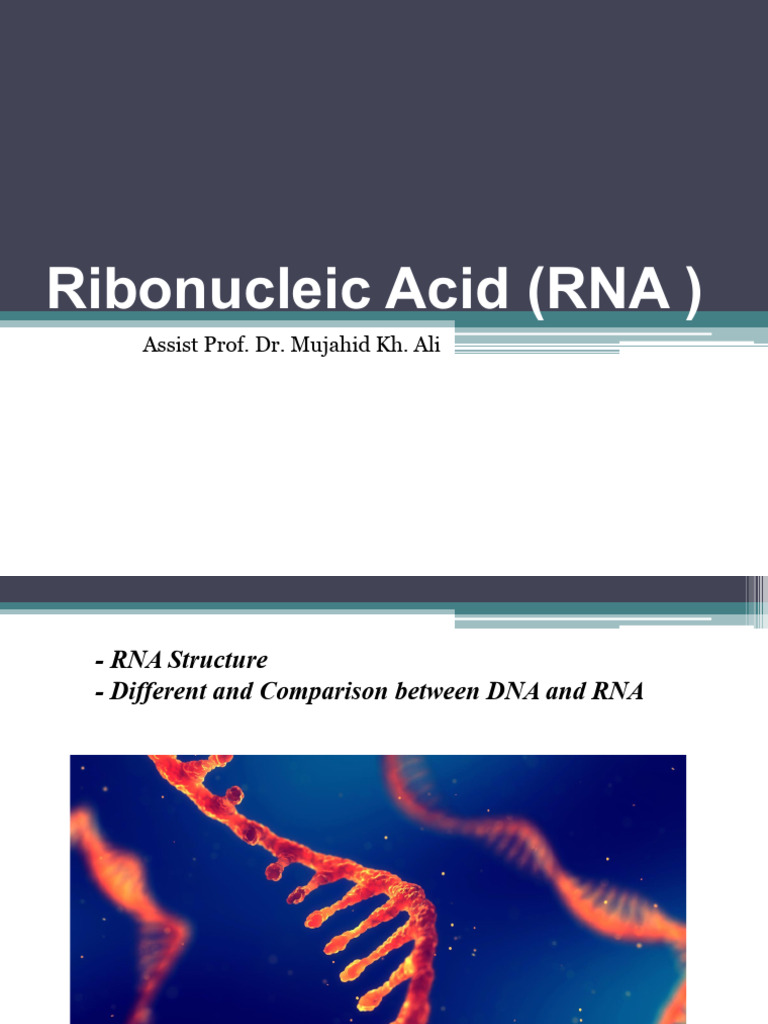 Ribonucleic Acid RNA 1 | PDF | Rna | Dna