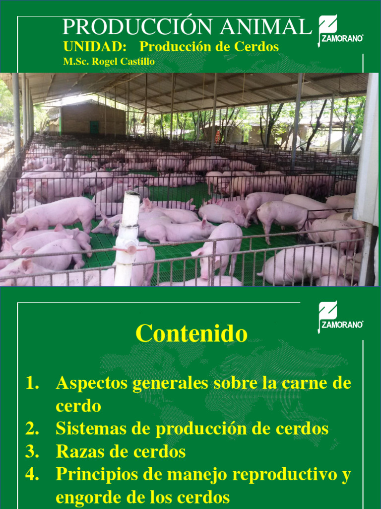 Producción y Manejo de Cerdos | PDF | Cerdo | Carne