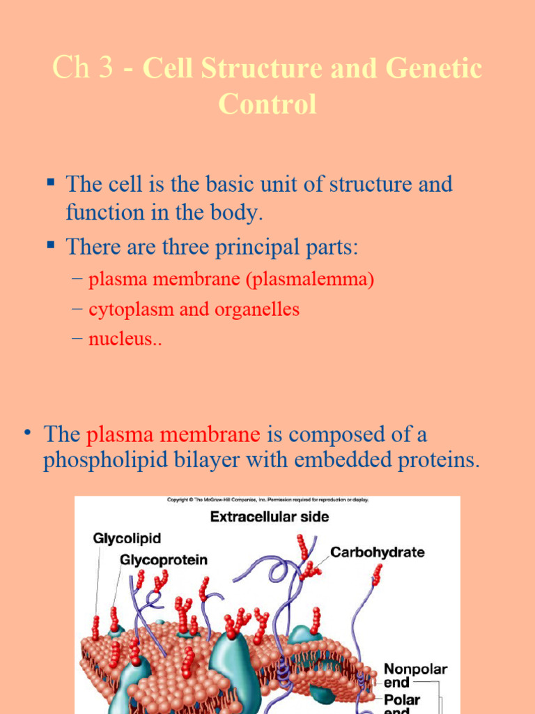 Cell Structure and Genetic Function | PDF | Translation (Biology ...