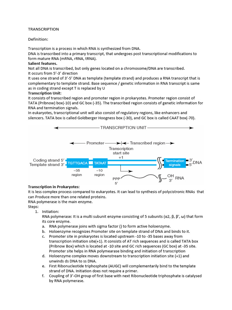 Transcription | PDF | Rna | Promoter (Genetics)